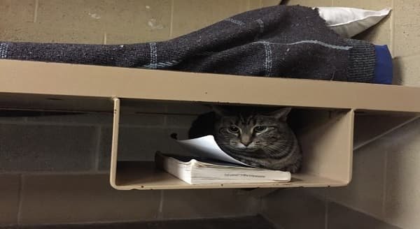 Indiana Jail Pairs Cats with Convicts To Improve Quality of Life for Both