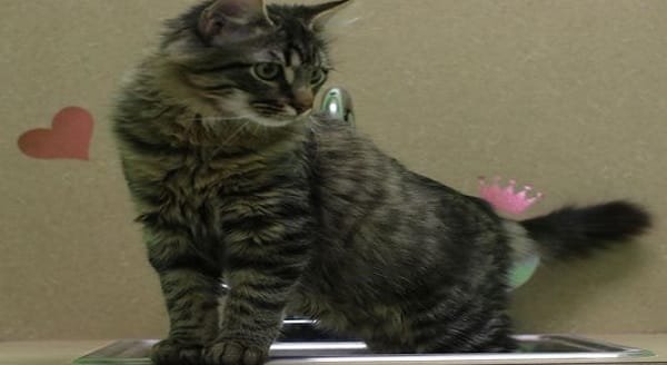 Purr-sonal ads: Single Cats Seeking “True Love” in Louisiana