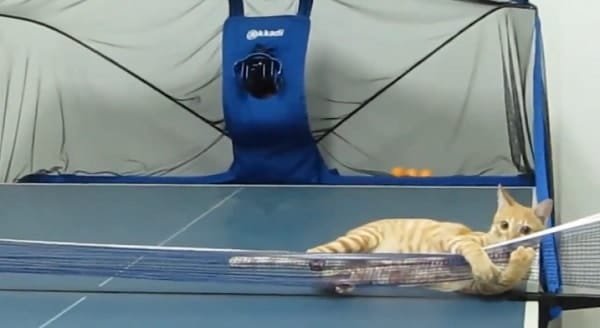 Ping-Pong Playing Kitty Shows Off His Skills! – VIDEO