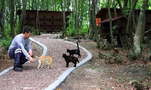 A Small “Town” Built … Just for Homeless Cats!