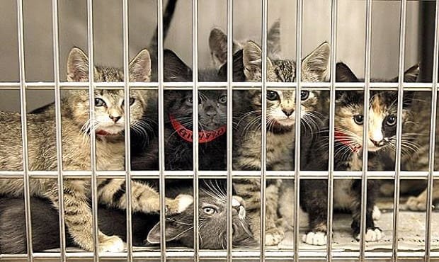 Animal League Groups Transfer Adoptable Cats and Dogs to No-Kill Shelters