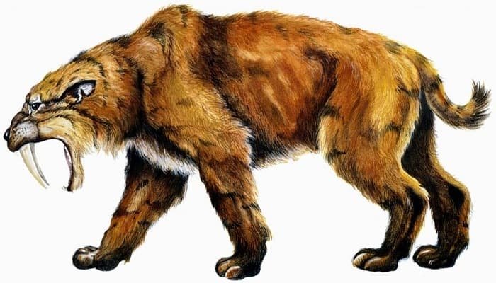 Saber-toothed Cats Were Once the Lions in Prehistoric South America