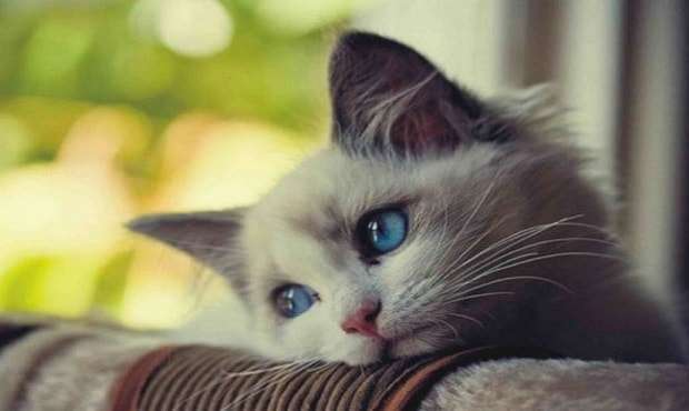 10 Common Things Cat Owners Do That Can Break a Cat’s Spirit and Its Heart