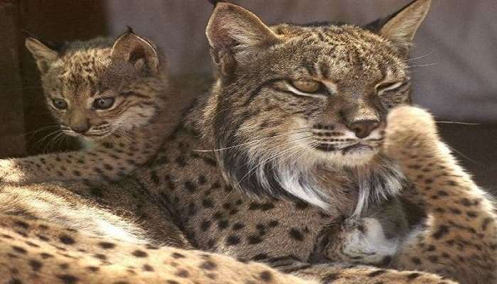 3 Lynx Kittens Born in Portugal!