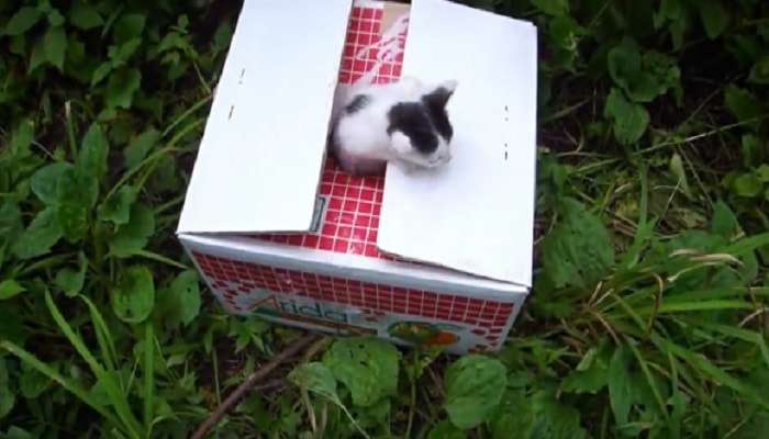 Compassionate Motorcyclist Discovers Box of Abandoned Kittens … and Love Takes the Wheel! – VIDEO