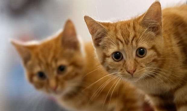 HELP WANTED: “Kitten Cuddlers” Wanted in Miami!