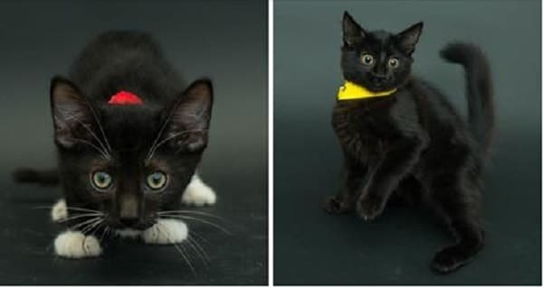 Photographer Donates Time and Effort to Help More Black Cats Get Adopted!