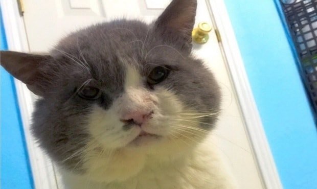 13-year-old Blind Cat Survives Life on the Streets, Then and Now!