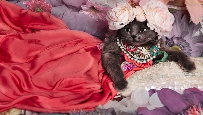 Glam Puss’ Fashion Satire is the Cat’s Meow!