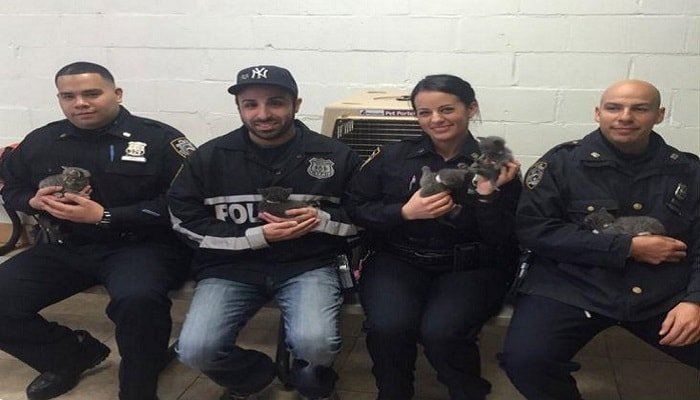 Half-opened Suitcase of Kittens Thrown Over Fence in Brooklyn, NYPD Asking for Help!