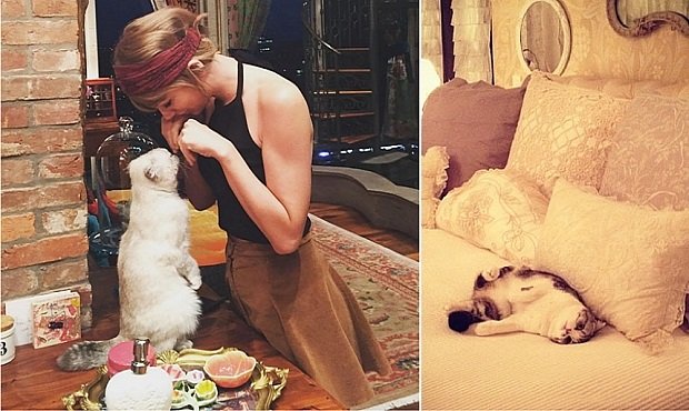 17 Reasons Taylor Swift’s Cats are The Best and Luckiest Cats Ever!