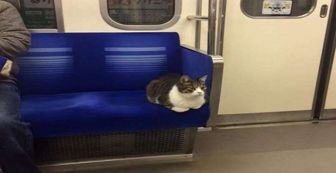 Cool Traveling Cat in Tokyo Boards and Gets Off Trains Completely On His Own…