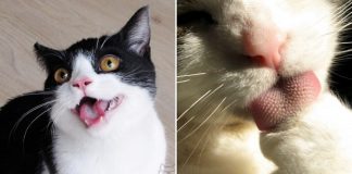 Why Does My Cat's Tongue Feel Like Sandpaper?