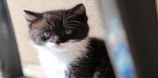 The Story of Smokey And His Tedious 30 Hour Long Rescue