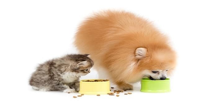 Which Pet Food Brands Are the Most Popular on Facebook and on Twitter? Here Is the List …
