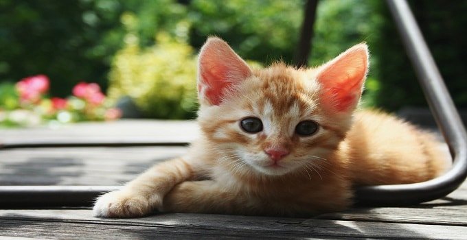 “Kitten Sitters” Wanted in Atlanta Georgia!