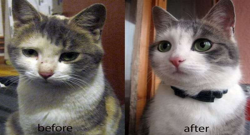 10 More Before and After Images of Cats Rescued From the Brink of Death!