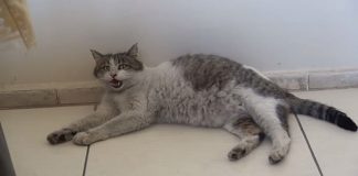 Pregnant Cat Arrives at Health Clinic in Turkey Meowing for Some Help ...