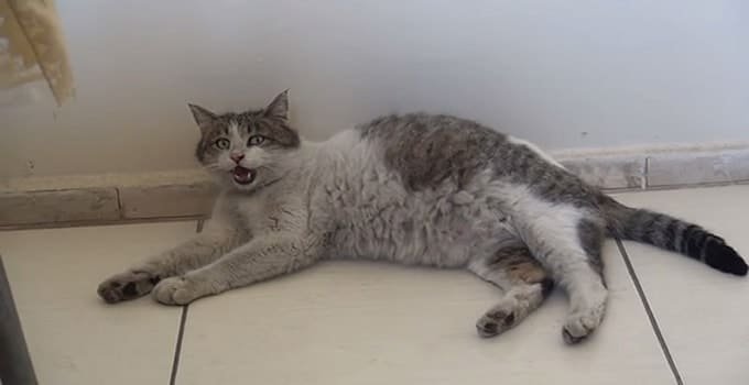 Pregnant Cat Arrives at Health Clinic in Turkey Meowing for Some Help