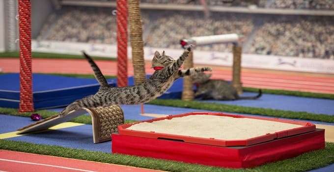 What Do the Kittens of Hallmark Channel’s Kitten Bowl Do During Off Season? Find out here …