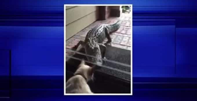 Cat Greets Alligator on Texas Porch! – VIDEO
