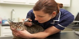 “FIP” May No Longer Be a Death Sentence For Young Cats, Researchers Say! "FIP" May No Longer Be a Death Sentence For Young Cats, Researchers Say!