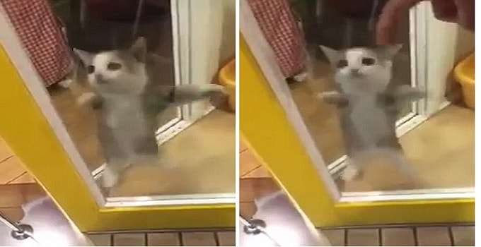 Anxious Kitty Stands on Hind Legs and Goes Crazy When His Human Arrives Home – VIDEO