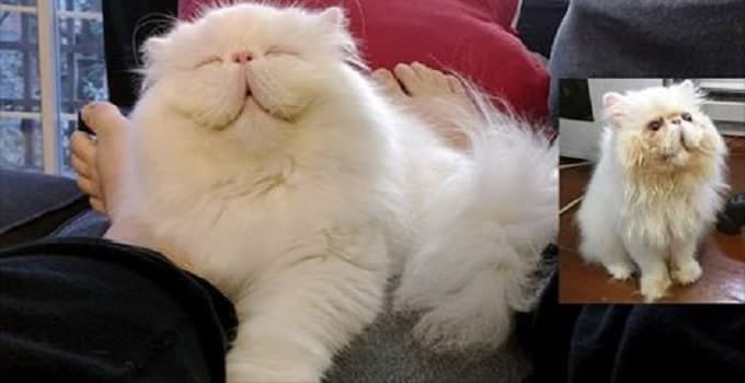 Beautiful Persian Cat, Rescued from Neglectful Breeder, Finally Learns What Love Is!