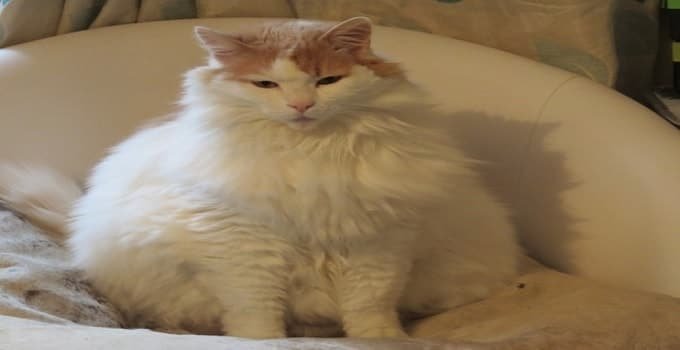 Meet Puff, the Sheffield Cat Who Weighs in at a Whopping 17 Pounds!