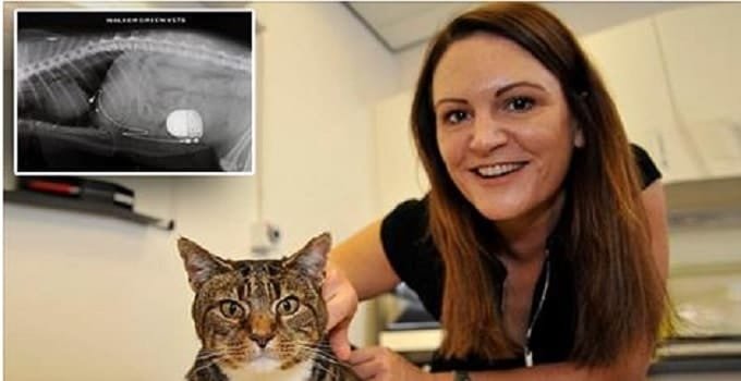 Shady, an 8-year-old Tabby, Receives Life Saving Pacemaker in Ultra-rare Surgery!