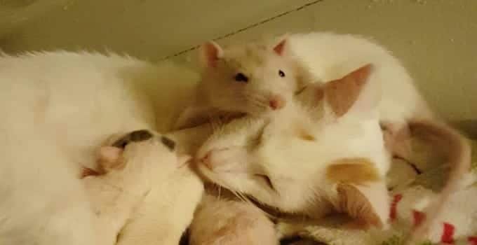 Pet Rat Assists Mama Cat With Her Newborn Kittens – Even Starts to Purr!