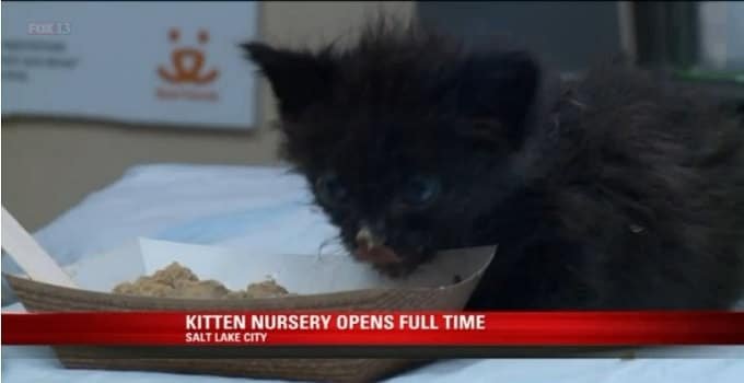 Kitten Nursery in Utah Aims to Save 1,500 Cats This Year!