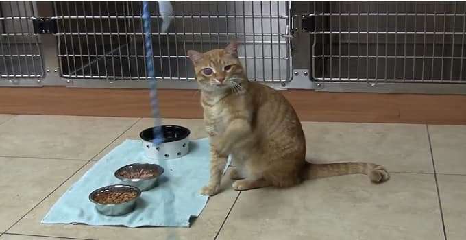 Kitty-Fostering Rescue Dog Donates Blood to Save Kitten’s Eyesight