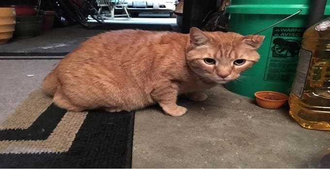 Community Comes Together to Find a Ginger Cat’s “Missing Human”