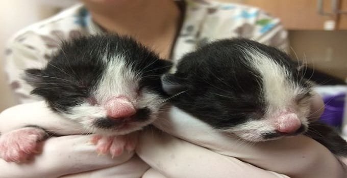 Door County Humane Society in Wisconsin Seeking “Kitten Fosterers”