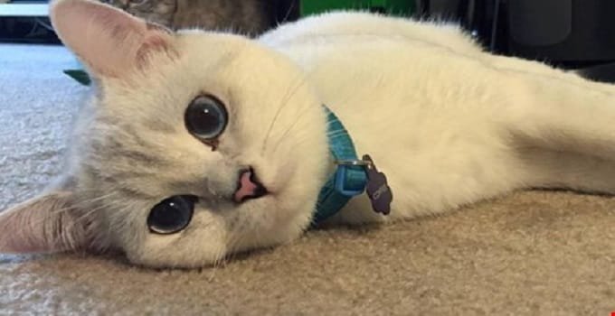 Coffee Cat, Internet-Famous Brother of Nala the Cat, Has Been Diagnosed with Cancer …