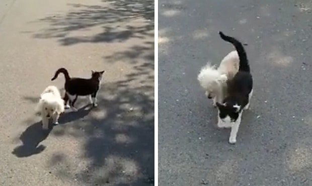 Cat Protects Blind Dog Wandering in the Street – VIDEO