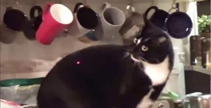Adorable Tuxedo Cat Stops at Nothing to Catch the Red Dot! – VIDEO