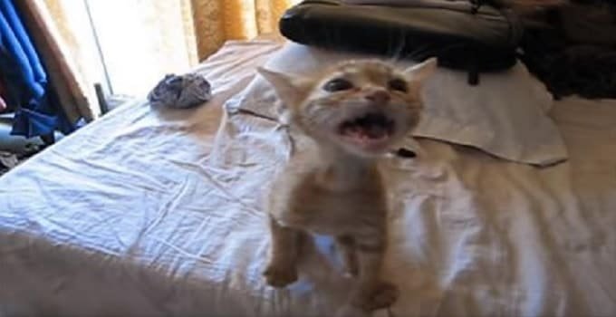 Kitten Rescued from Streets Getting Ready to Eat a Good Hearty Meal – VIDEO