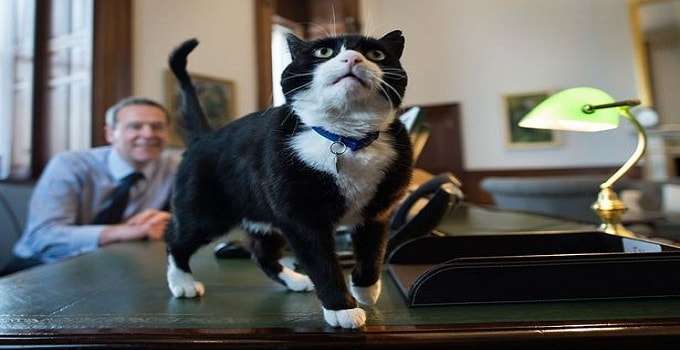 Britain’s Foreign Secretary Accused That Palmerston the Cat, a “Mouser,” May Actually Be an EU Spy!