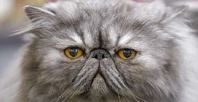 Saudi Cleric Issues “Catwa” Ban on Cat Selfies