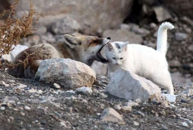 This Fox Caught A Stray Cat, And What Happened Is The Last Thing You’d Ever Expect! – VIDEO!