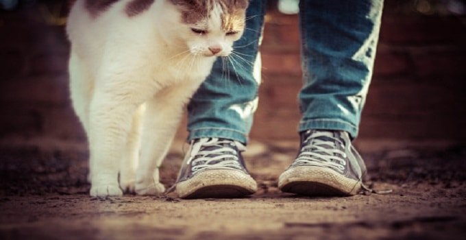 The 6 Signs That Cats Truly Love Their Humans! 2