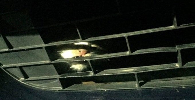 Kitten Survives 15-mile Ride Trapped in Car Engine in Melbourne!
