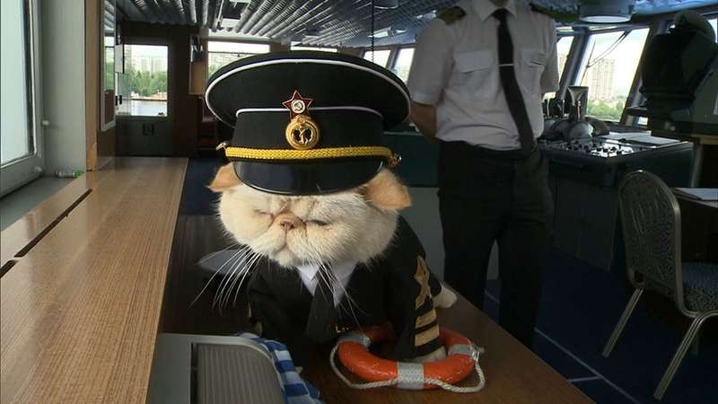 Sailor the Cat, Melting Hearts Aboard Russian Cruise Ship!