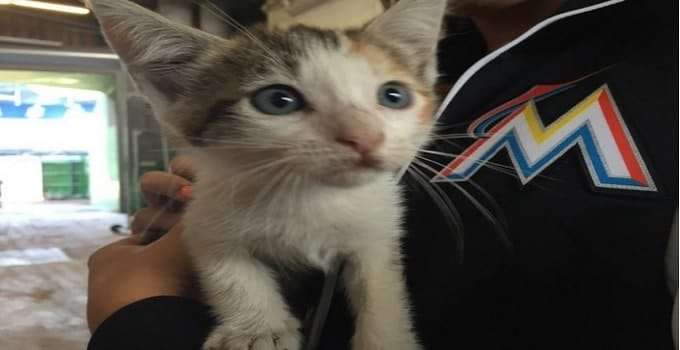 Kitten Rescued From Sewer By Marlins Employee in Miami!