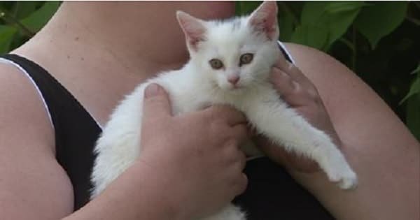 Kittens Tossed in Trash Find New Homes in West Ottawa Neighborhood