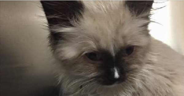 Sick and Dying Kittens Sold on Craigslist! – VIDEO!
