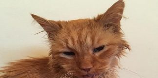 96-year-old Ginger Cat Gets Rehomed, Thanks Largely to Social Media!