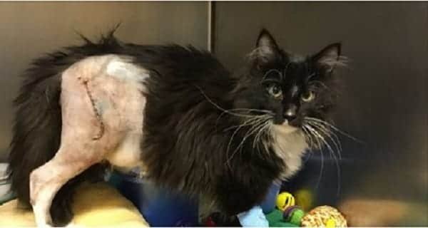 Kitten on His Road to Recovery After Being Bitten by Larger Animal